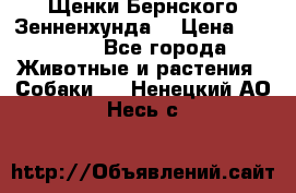 Щенки Бернского Зенненхунда  › Цена ­ 40 000 - Все города Животные и растения » Собаки   . Ненецкий АО,Несь с.